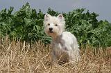WESTIE 334
